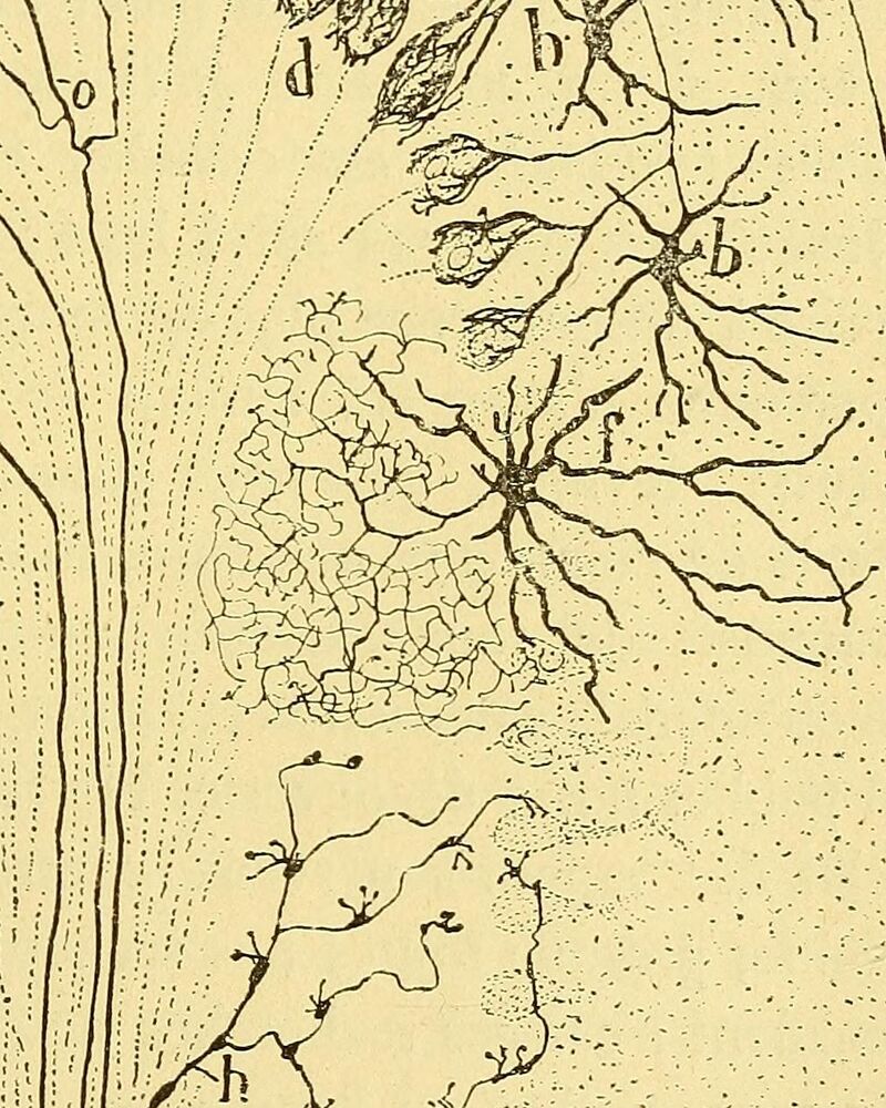 Ausschnitt aus Cajals Zeichnung von 1894: ein feines Netz aus Nervenfasern.